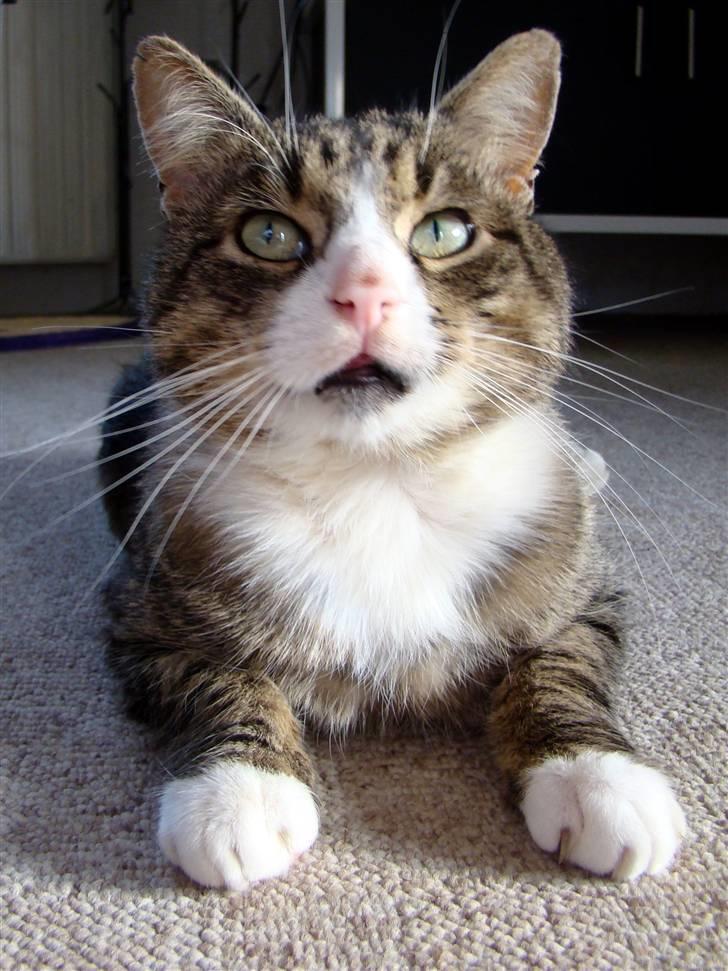 Blanding af racer Boris billede 3