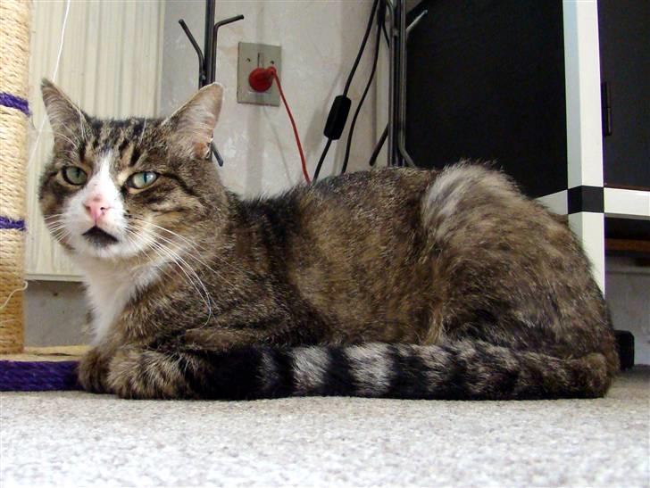 Blanding af racer Boris billede 4