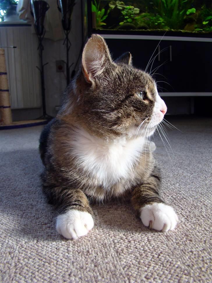 Blanding af racer Boris billede 5