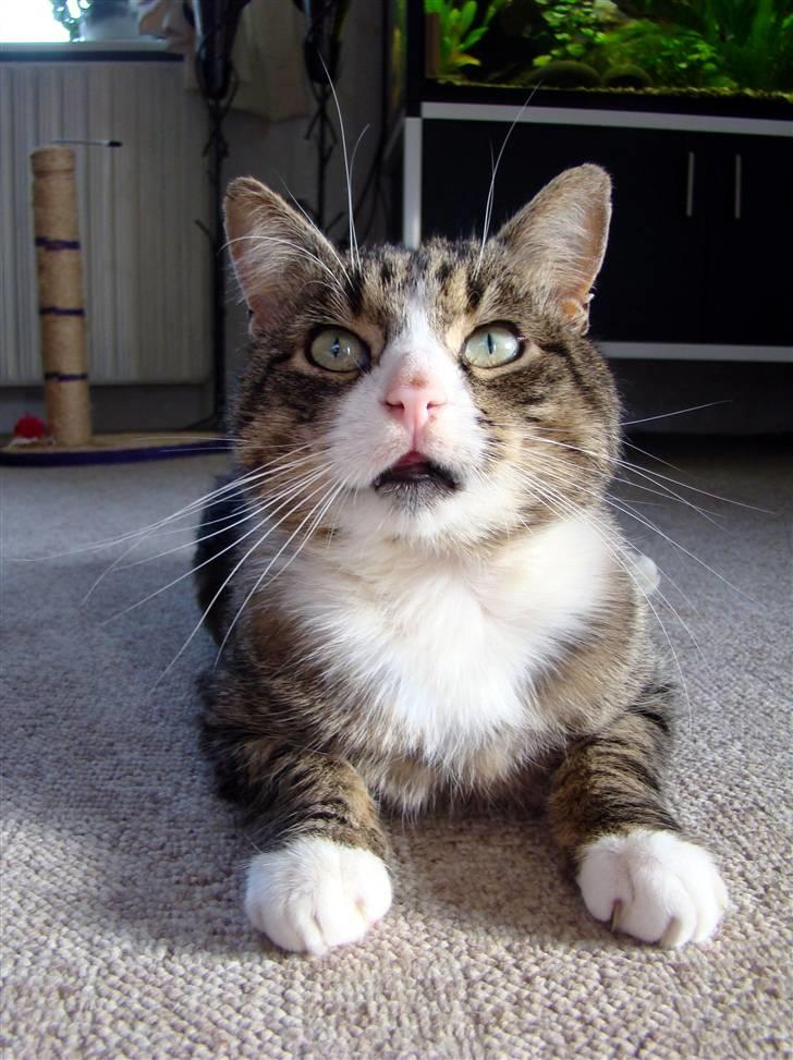 Blanding af racer Boris billede 6