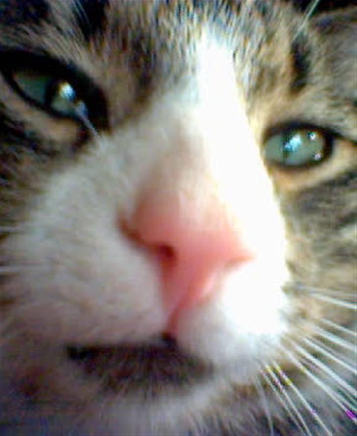 Blanding af racer Boris billede 7