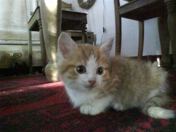 Huskat Sophus Snip (DØD) - (Sophus) billede 3