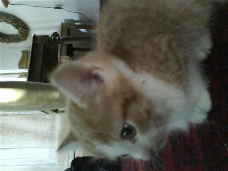 Huskat Sophus Snip (DØD) - (Sophus) billede 5