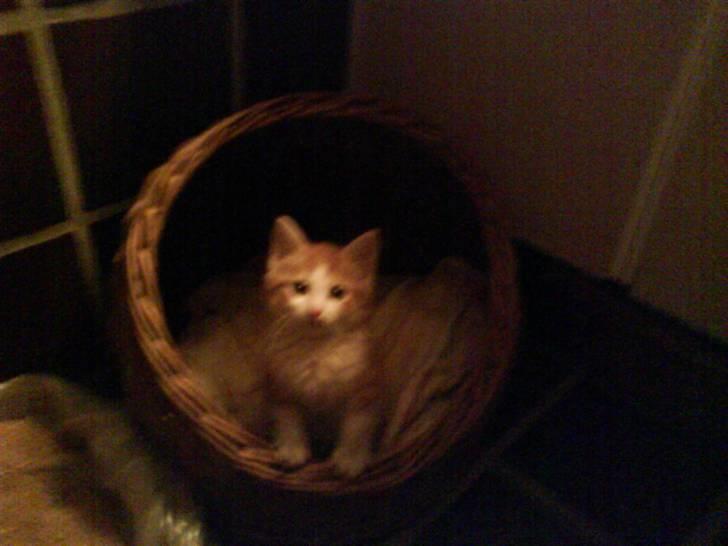 Huskat Sophus Snip (DØD) - (Sophus) billede 6