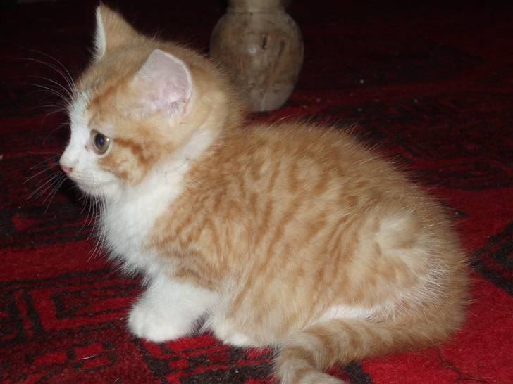 Huskat Sophus Snip (DØD) - (Sophus) billede 11