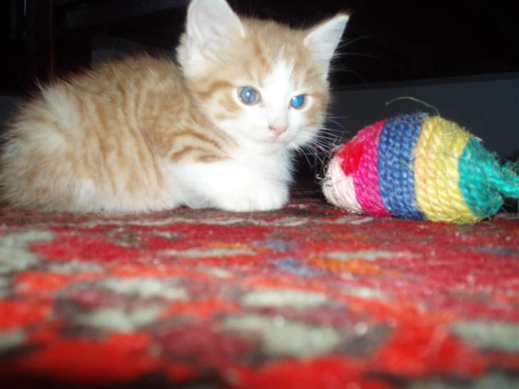 Huskat Sophus Snip (DØD) - (Sophus) billede 15