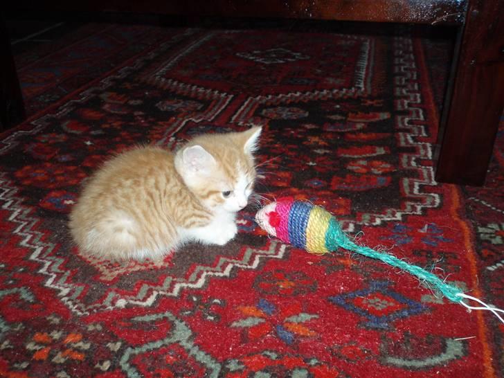 Huskat Sophus Snip (DØD) - (Sophus) billede 16