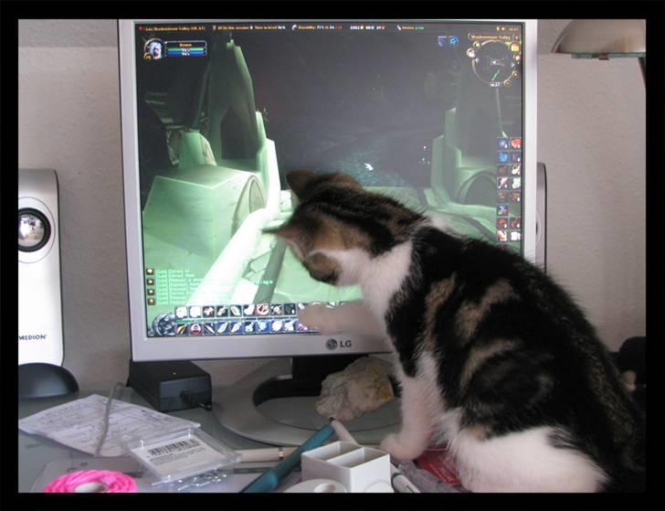 Huskat Moby - Jeg spiller gerne WOW billede 14