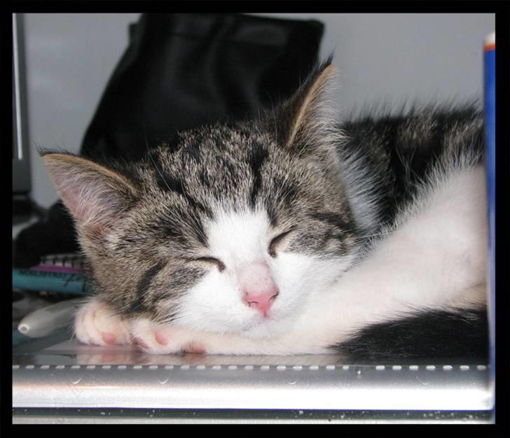 Huskat Moby - En lille lur er altså nødvendig billede 15