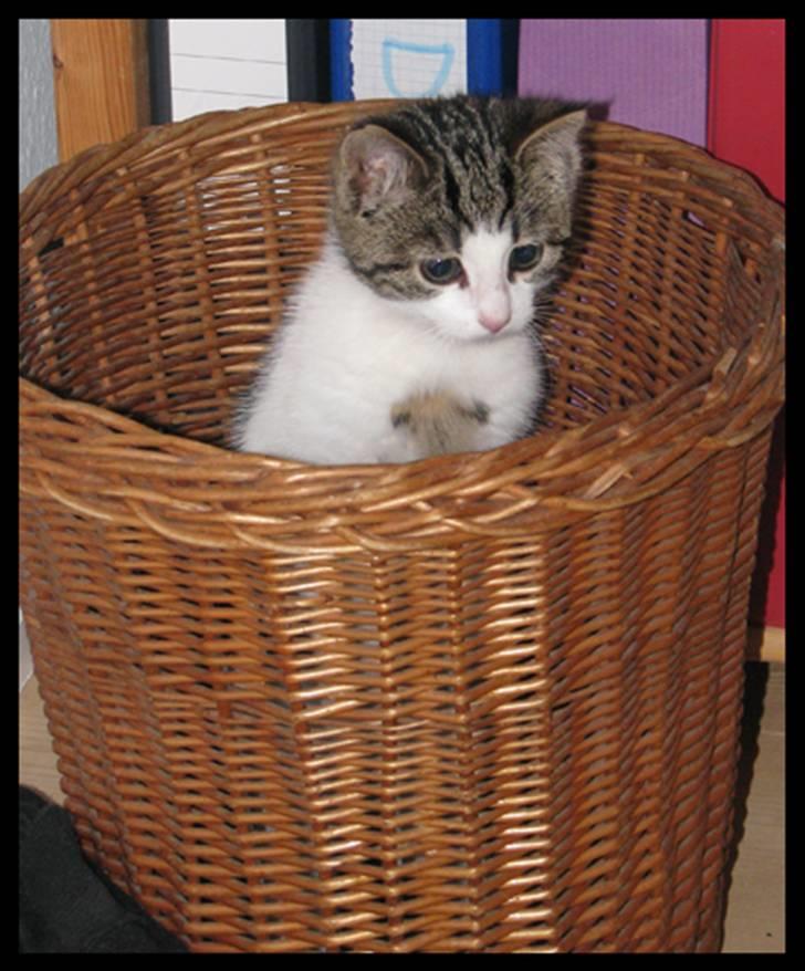 Huskat Moby - Har I taget affaldet ud?? billede 16