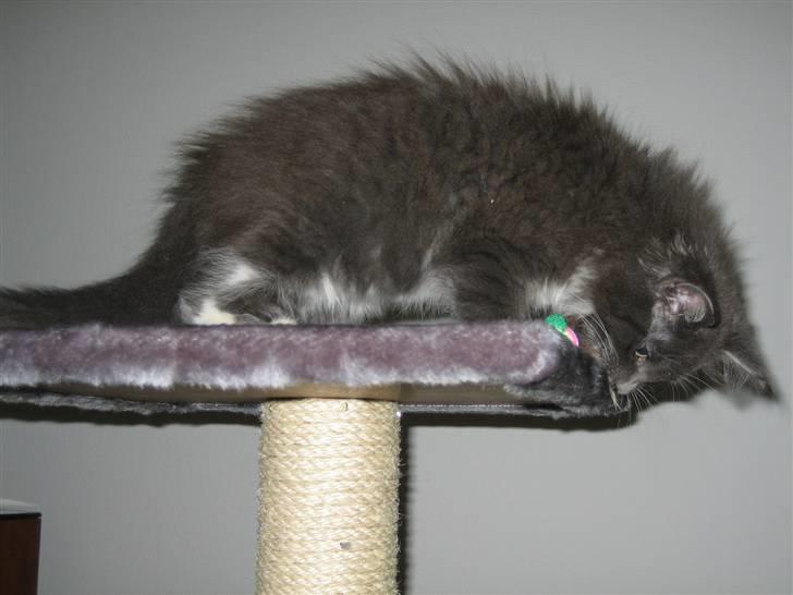 Maine Coon Bølle billede 2