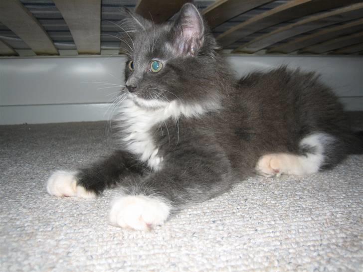 Maine Coon Bølle billede 3