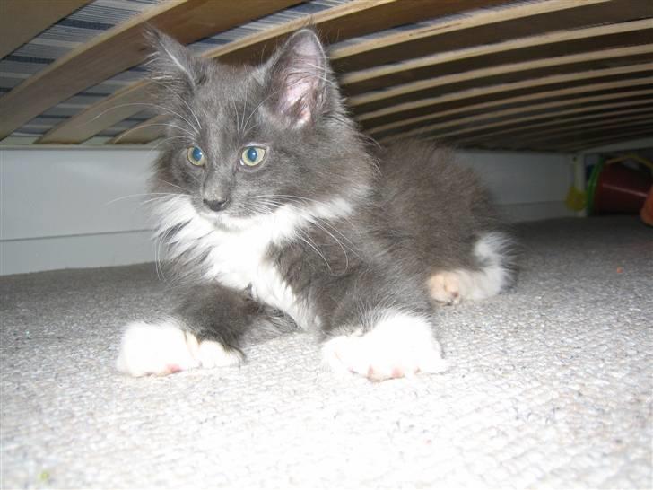 Maine Coon Bølle billede 4