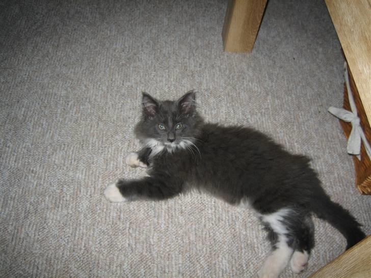 Maine Coon Bølle billede 5