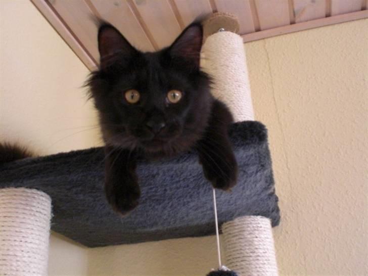 Maine Coon Toffe - hvad står du og glor på billede 14