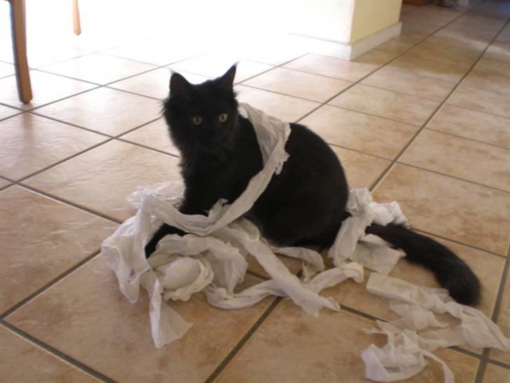 Maine Coon Toffe - Taget på fersk gerning billede 16