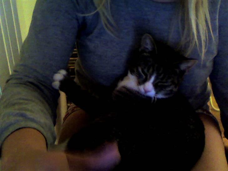 Blanding af racer Karsten billede 11