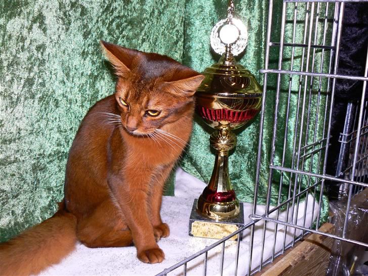 Somali Dushara Na Dorsa billede 13