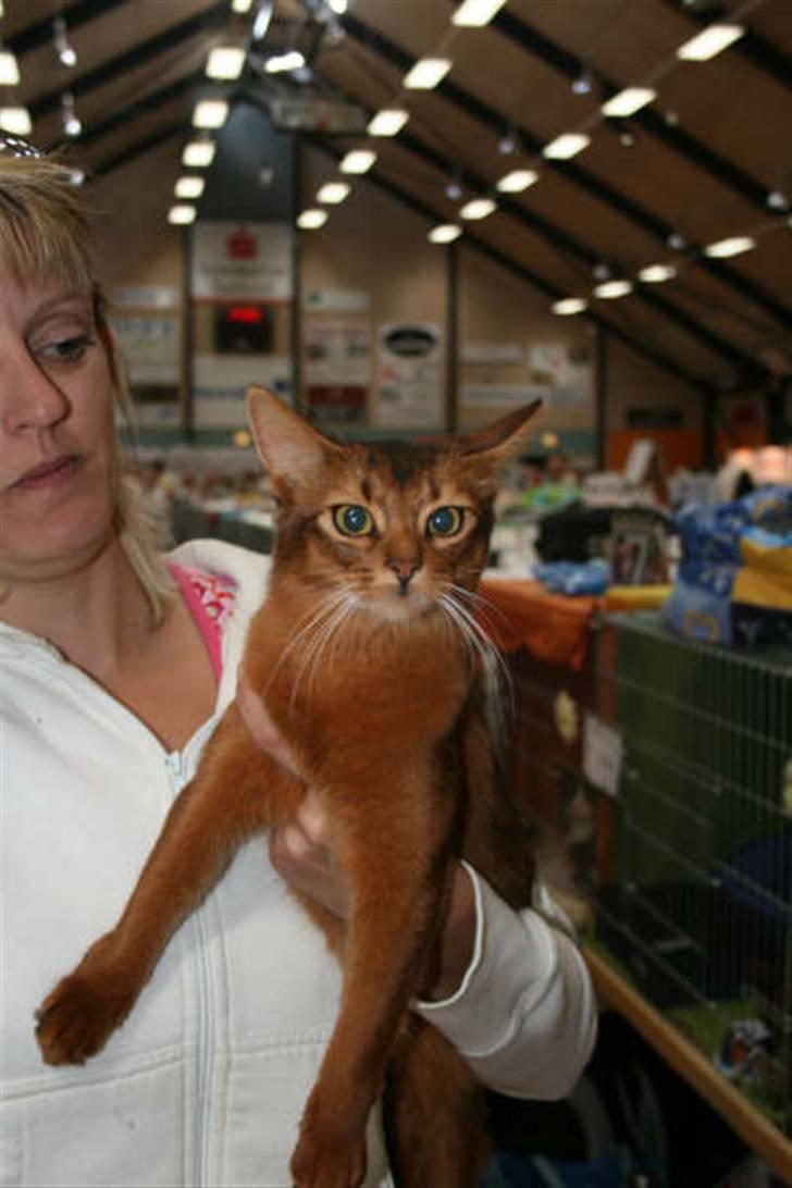 Somali Dushara Na Dorsa billede 14