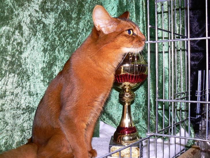 Somali Dushara Na Dorsa billede 15