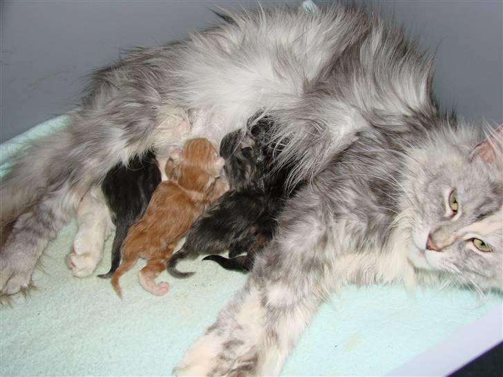 Maine Coon Blessed from above billede 11