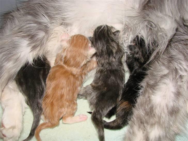 Maine Coon Blessed from above billede 12