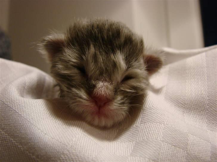 Maine Coon Blessed from above billede 13