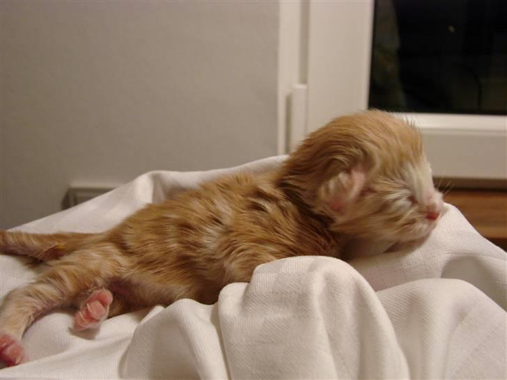 Maine Coon Blessed from above billede 14