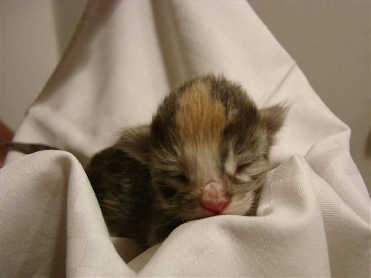 Maine Coon Blessed from above billede 15