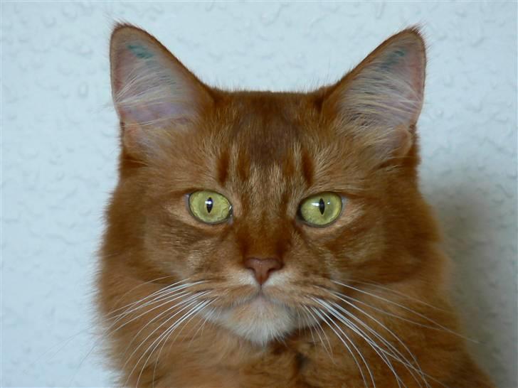 Somali Dushara Simba Sam billede 12