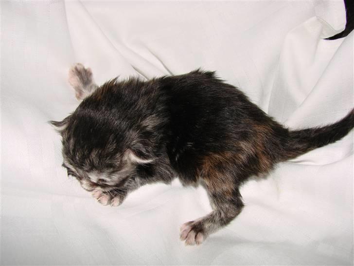 Maine Coon Blessed from above billede 16