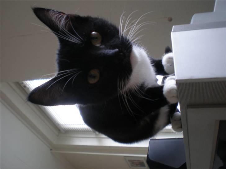 Huskat Olivia billede 9