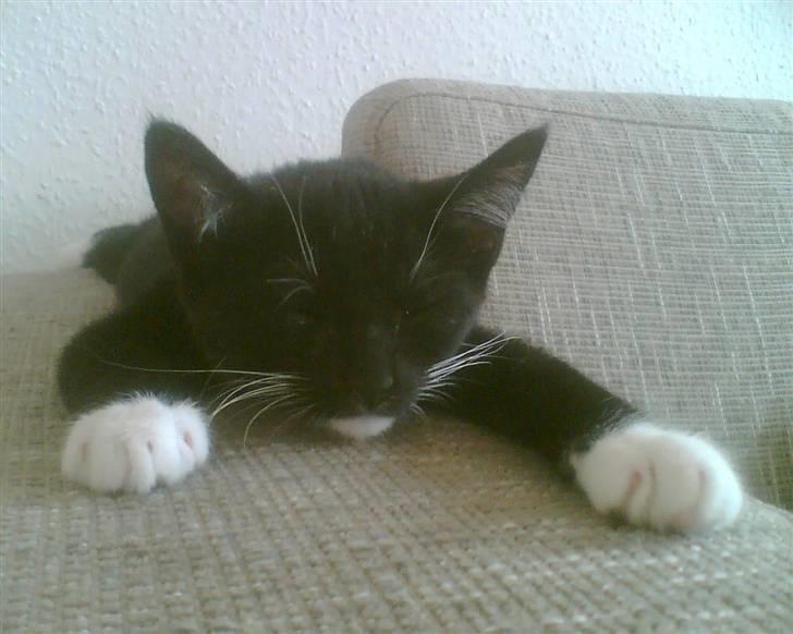 Huskat Olivia billede 10