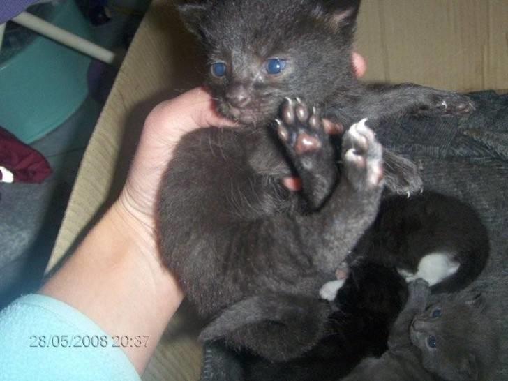 Blanding af racer Alfred billede 8