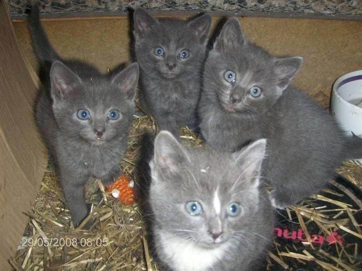 Blanding af racer Alfred billede 9