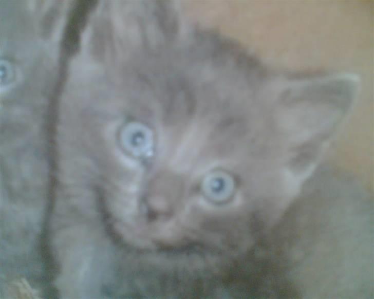 Blanding af racer Alfred billede 10