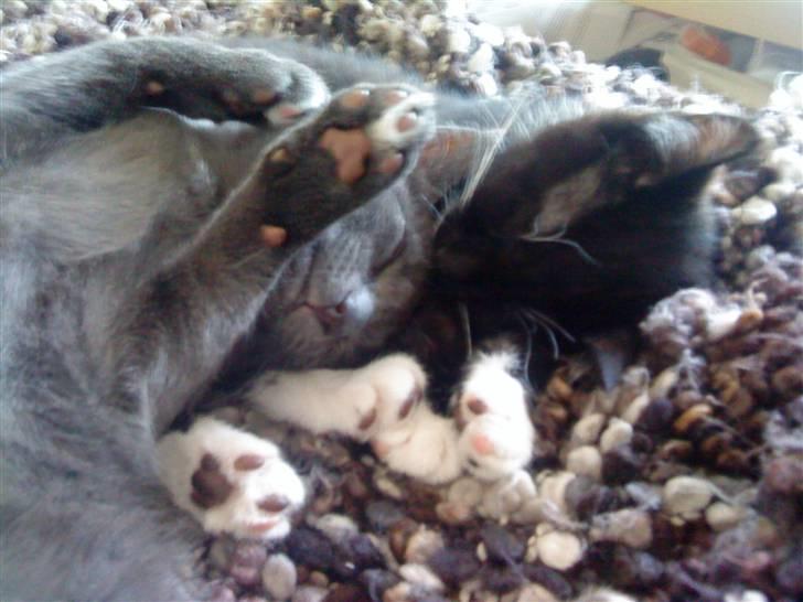 Blanding af racer Alfred billede 11