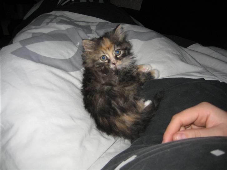 Blanding af racer Mini - Kun 8 uger gammel billede 5