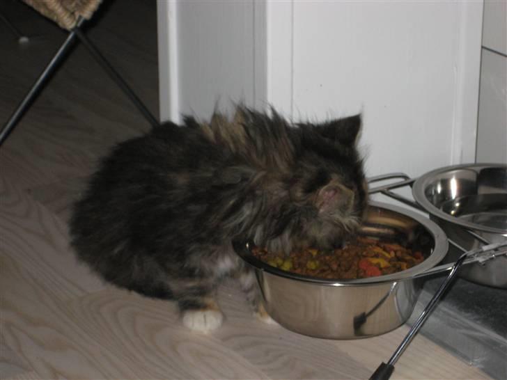 Blanding af racer Mini billede 6