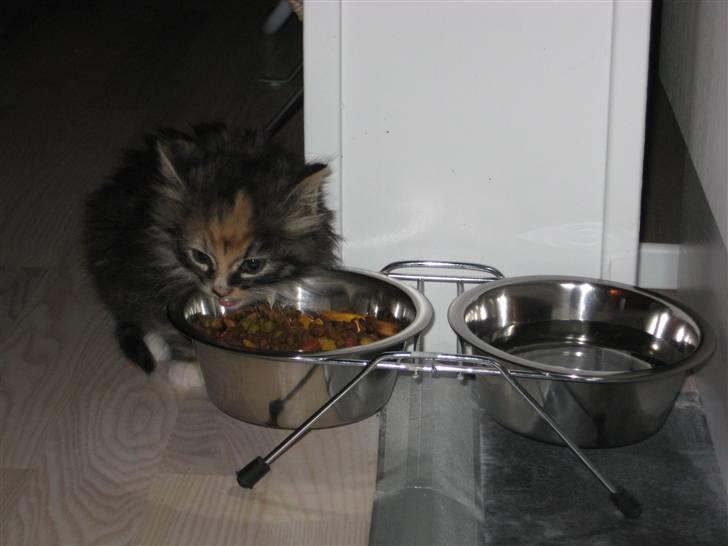 Blanding af racer Mini billede 7