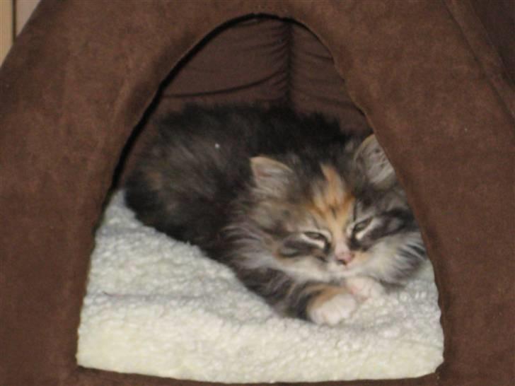 Blanding af racer Mini billede 8