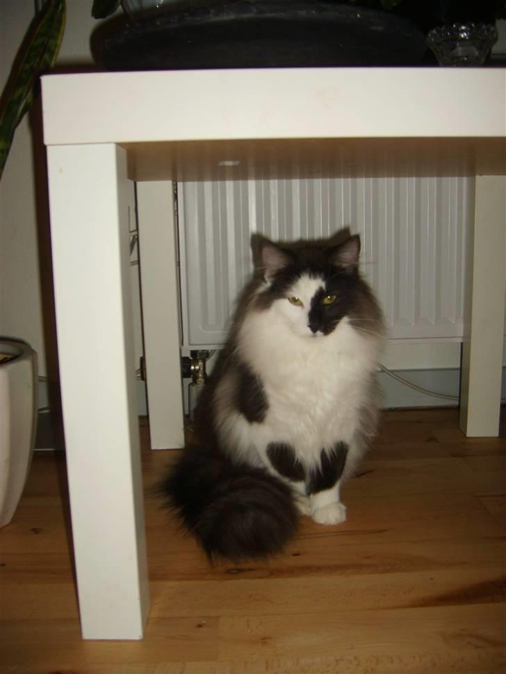 Norsk Skovkat Cleo  billede 7