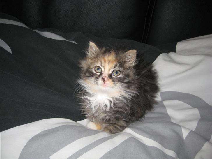 Blanding af racer Mini - Ligner jeg ikke en fotomodel? billede 9