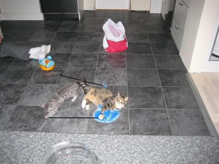 Blanding af racer Mini - Mini der leger med sin bedste ven Maximilliam. billede 10