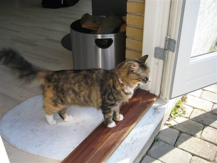 Blanding af racer Mini - Arrh, elsker når solen skinder, så vil jeg nemlig gerne ud.. billede 11