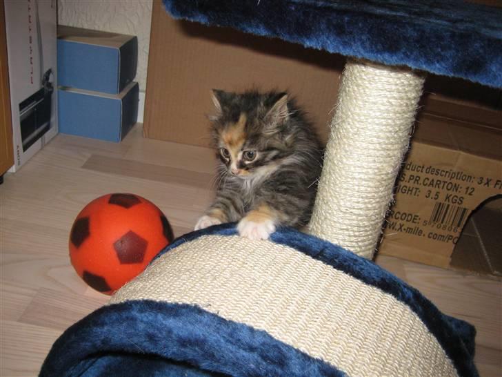 Blanding af racer Mini - Det er mit legetøj.. billede 12