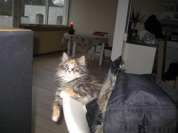 Blanding af racer Mini billede 13