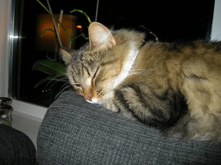 Blanding af racer Mille - En lur er ikke så tosset. billede 1