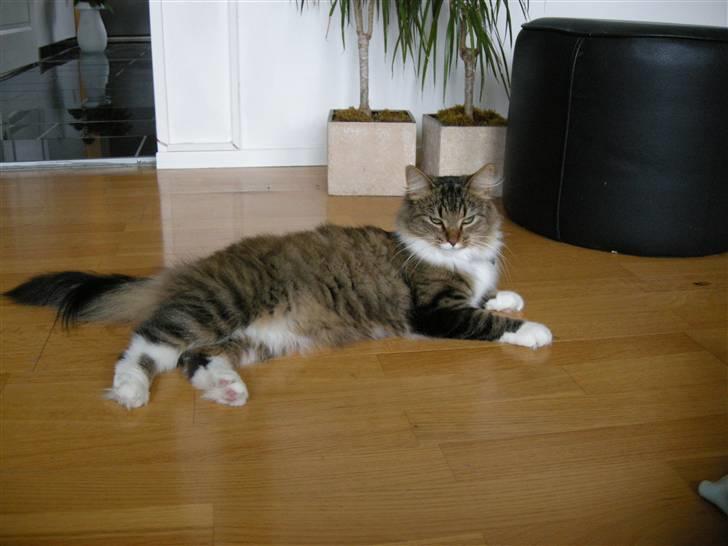 Blanding af racer Mille - Dronning.... Hvem .....Mig ? billede 2