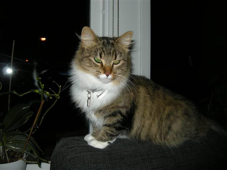 Blanding af racer Mille - Gider ikke flere billeder.. billede 3